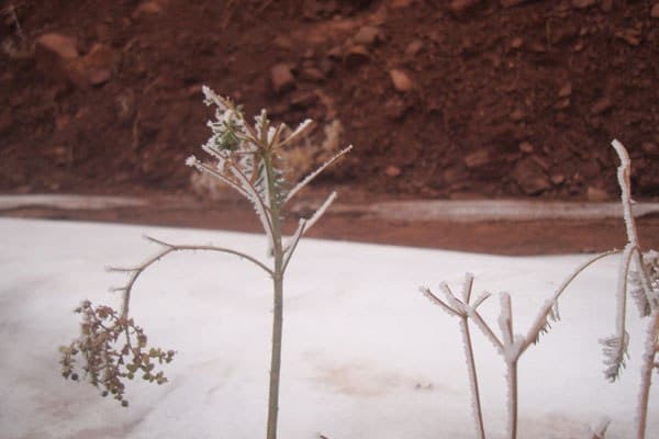 گل عینالی در سرما -Eynali flower in winter